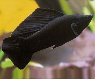 Велифера черная купить