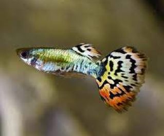 Гуппи самцы леопардовый хвост (GR038)