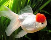 Оранда красная шапочка	7-8см