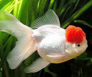 Оранда красная шапочка 7-8см купить