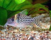 Коридорас Агассица