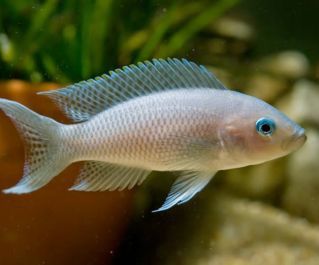 Принцесса Бурунди альбинос 3см купить с доставкой