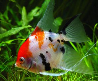 Скалярия красноголовая купить 3,5-4см