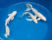 Карп Кои Платиновый вуалевый 20-25 см. (Р-CP2025)