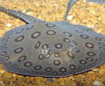 Пресноводный скат моторо (PSM-158)