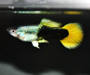 Гуппи самцы желтые такседо купить