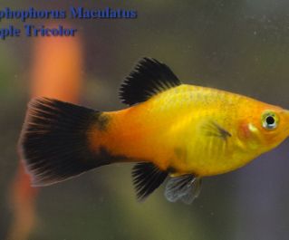 Пецилия трехцветная редиска 2,5-3см купить