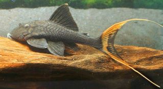 Панак папа 5-6см. (PP-020)