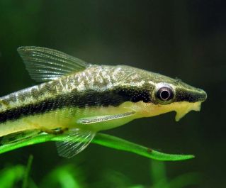 Отоцинклюс аффинис 3см