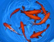 Карась красный 18-20 см. (Р-CA1520)