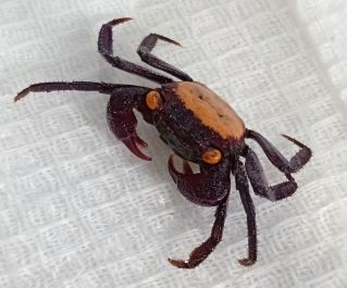 Краб вампир оранжевоглазый (КМ006)