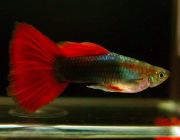 Гуппи самцы красные такседо (GR037)