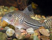 Коридорас леопардовый