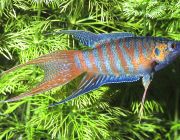 Макропод голубой 5-6см (NH044В)