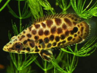 Ктенопома леопардовая купить