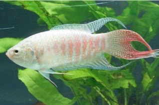 Макропод альбинос 5-6см (NH043)