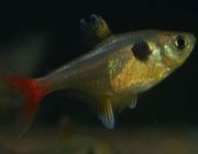 Фантом розовый