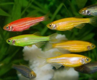 Данио золотой - флуоресцентный купить 2,5см. (DZ-T)