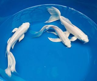 Платиновый вуалевый карп кои с доставкой