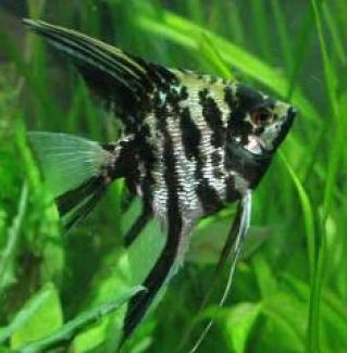 Скалярия мраморная купить 3,5см