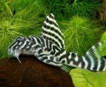 Гипанциструс аленкер купить L-333, 8-9см (L-333)