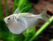 Клинобрюшка 3см (SV008-1)