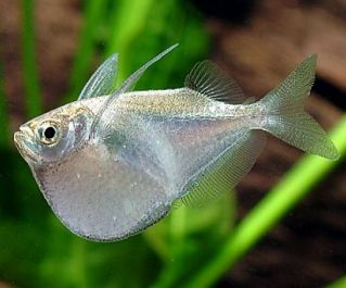 Клинобрюшка купить 3см (SV008-1)