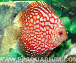 Дискус красная магия голубиная кровь купить