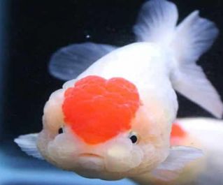 Львиноголовка красная шапочка купить