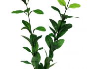 V Шелковое растение 