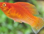 Велифера красная леопардовая 5см