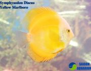 Дискус мальборо желтый