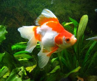 Риукин красно-белый 8-9см купить с доставкой