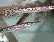 Панцирная щука 7-8см