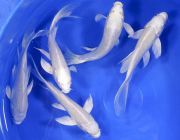 Карп Кои платиновый огон 10-12 см.