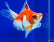 Телескоп бабочка красно-белая 6-7см