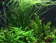 Кринум волнистый  (B026)