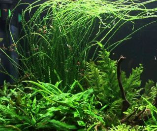 Кринум волнистый  (B026)