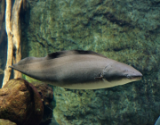 Нильский гимнарх (NG014)