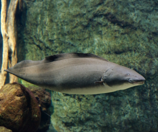 Нильский гимнарх купить Gymnarchus niloticus, Aba Aba