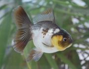 Оранда черно-белая 8-10см