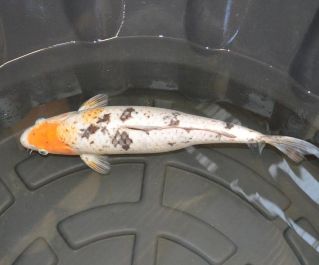 Карп кои лот 15 продажа по фотографиям с доставкой