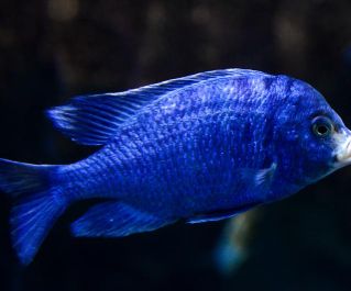 Плаcидохромис фенохилус 5см купить с доставкой