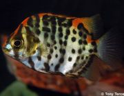 Аргус красный 6см (TP101)