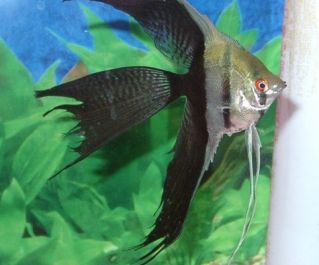 Скалярия наполовину черная вуалевая 4-6см (SKM46V)