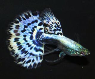 Гуппи самцы ассорти московские филигранные