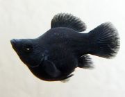 Моллинезия баллон черная 2,5см (M12)