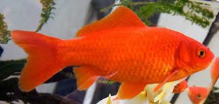 Карась красный 9-11 см. (Р-CA911)