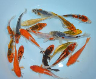 Карп кои ассорти 10 см купить с доставкой