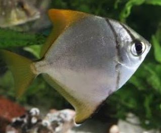 Монодактил Аргентус 4см (TP102)